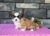 ACA Registered Shih Tzu For Sale Millersburg OH Female-Sheila