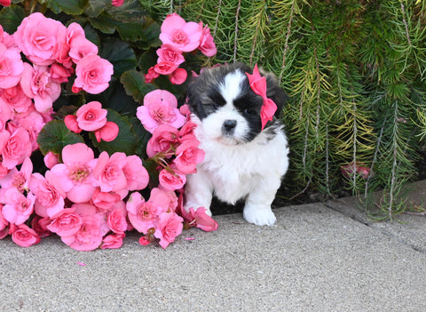 ACA Registered Shih Tzu For Sale Millersburg OH Female-Shelby