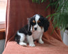 AKC Registered Cavalier KCS For Sale Millersburg OH Male-Nicholas