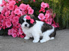 ACA Registered Shih Tzu For Sale Millersburg OH Female-Shelby