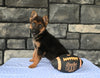 AKC Registered German Shepherd For Sale Millersburg OH Male-Bruno