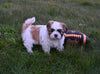 ACA Registered Shih Tzu For Sale Millersburg OH Male-Tyler