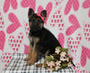 AKC Registered German Shepherd For Sale Millersburg OH Female-Beauty