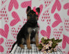 AKC Registered German Shepherd For Sale Millersburg OH Female-Beauty