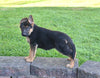 AKC Registered German Shepherd For Sale Millersburg OH Male-Camden