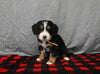 Mini F1B Bernedoodle For Sale Millersburg OH Male-Dawson