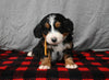 Mini F1B Bernedoodle For Sale Millersburg OH Male-Dawson