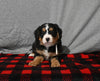 Mini F1B Bernedoodle For Sale Millersburg OH Female-Delilah