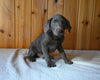 AKC Registered Labrador Retriever For Sale Fredericksburg OH Male-Apollo