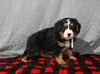 Mini F1B Bernedoodle For Sale Millersburg OH Female-Delilah