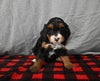 Mini F1B Bernedoodle For Sale Millersburg OH Female-Dawn