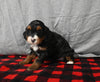 Mini F1B Bernedoodle For Sale Millersburg OH Female-Dawn
