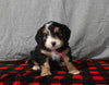 Mini F1B Bernedoodle For Sale Millersburg OH Female-Demi