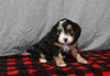 Mini F1B Bernedoodle For Sale Millersburg OH Female-Demi