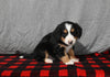 Mini F1B Bernedoodle For Sale Millersburg OH Female-Destiny