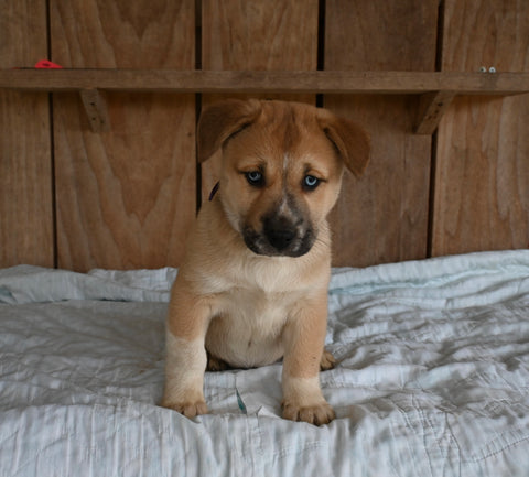 Siberian Husky Mix For Sale Millersburg OH Female-Hazel