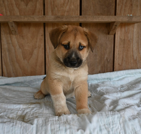 Siberian Husky Mix For Sale Millersburg OH Male-Harley