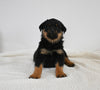 AKC Registered Rottweiler For Sale Fredericksburg OH Male-Logan