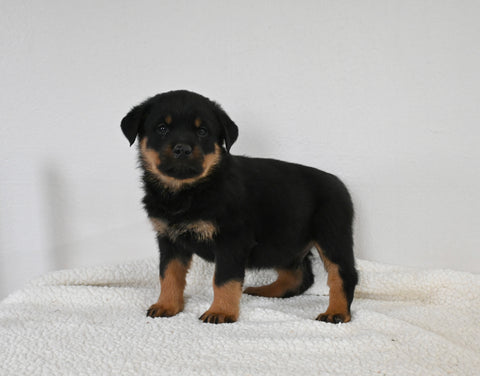 AKC Registered Rottweiler For Sale Fredericksburg OH Male-Logan