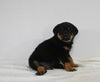 AKC Registered Rottweiler For Sale Fredericksburg OH Male-Murphy