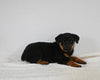 AKC Registered Rottweiler For Sale Fredericksburg OH Female-Indy