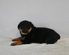 AKC Registered Rottweiler For Sale Fredericksburg OH Male-Max