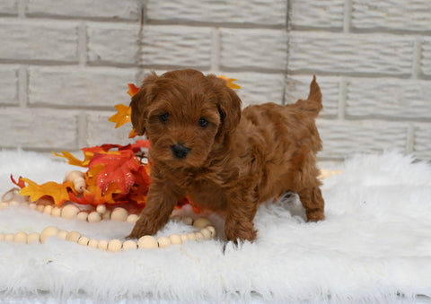 Cavapoo For Sale Holmesville OH Female-Magnolia