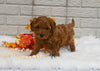 Cavapoo For Sale Holmesville OH Female-Magnolia