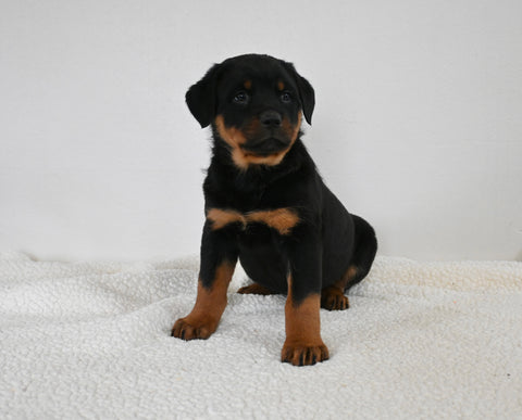 AKC Registered Rottweiler For Sale Fredericksburg OH Male-Tucker