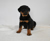 AKC Registered Rottweiler For Sale Fredericksburg OH Male-Tucker