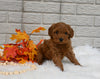 Cavapoo For Sale Holmesville OH Female-Magnolia