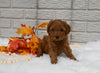 Cavapoo For Sale Holmesville OH Female-Magnolia