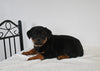 AKC Registered Rottweiler For Sale Fredericksburg OH Male-Tucker