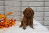 Cavapoo For Sale Holmesville OH Female-Molly