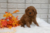 Cavapoo For Sale Holmesville OH Female-Molly