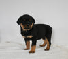 AKC Registered Rottweiler For Sale Fredericksburg OH Male-Zeke