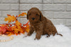 Cavapoo For Sale Holmesville OH Female-Molly