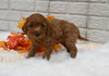 Cavapoo For Sale Holmesville OH Male-Maverick