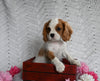AKC Registered Cavalier KCS For Sale Millersburg OH Female-Bella