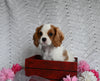AKC Registered Cavalier KCS For Sale Millersburg OH Female-Bella
