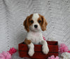 AKC Registered Cavalier KCS For Sale Millersburg OH Female-Bella