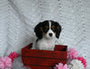 AKC Registered Cavalier KCS For Sale Millersburg OH Female-Brailey