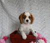 AKC Registered Cavalier KCS For Sale Millersburg OH Male-Buster