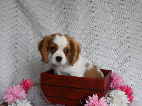 AKC Registered Cavalier KCS For Sale Millersburg OH Male-Buster