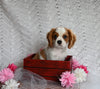AKC Registered Cavalier KCS For Sale Millersburg OH Male-Buster