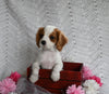 AKC Registered Cavalier KCS For Sale Millersburg OH Male-Benson