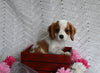 AKC Registered Cavalier KCS For Sale Millersburg OH Male-Benson