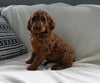 Goldendoodle For Sale Sugarcreek OH Male-Jaylon