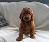 Goldendoodle For Sale Sugarcreek OH Male-Damen