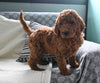 Goldendoodle For Sale Sugarcreek OH Male-Damen